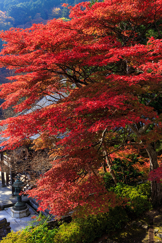 鮮やかな秋（善峯寺）_f0155048_22264866.jpg