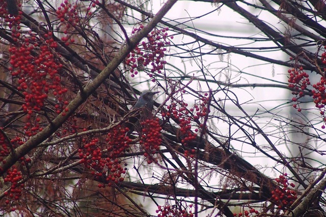 野鳥トレ　奥須磨公園_b0227552_19402592.jpg