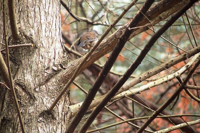 野鳥トレ　奥須磨公園_b0227552_19414188.jpg