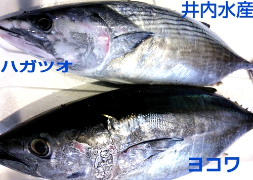 a0248253_1358735.jpg