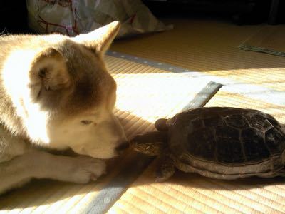 亀と柴犬 ふれあいの1枚 その2 銀柴 高齢柴犬と犬グッズ制作のブログ 犬の止まり木 亀と柴犬 ふれあいの1枚 その2 銀柴 高齢柴犬と犬グッズ制作のブログ 犬の止まり木