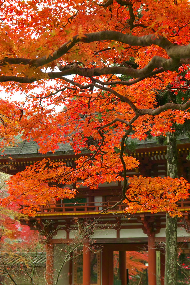 紅葉　　2014    <室生寺> 　　　　　　　　　　　　　　　　　　　　　　　　　_f0021869_2317533.jpg