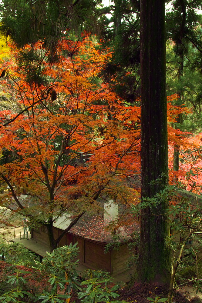 紅葉　　2014    <室生寺> 　　　　　　　　　　　　　　　　　　　　　　　　　_f0021869_2318444.jpg