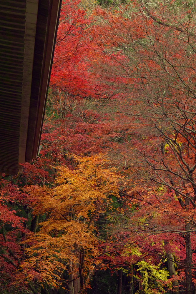 紅葉　　2014    <室生寺> 　　　　　　　　　　　　　　　　　　　　　　　　　_f0021869_23193932.jpg