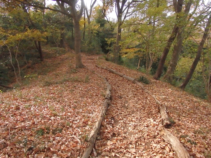 かわさき里山歩き隊　　新林公園散策　３/３_d0031171_8515023.jpg