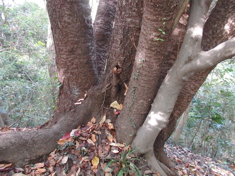 かわさき里山歩き隊　　新林公園散策　３/３_d0031171_8532056.jpg