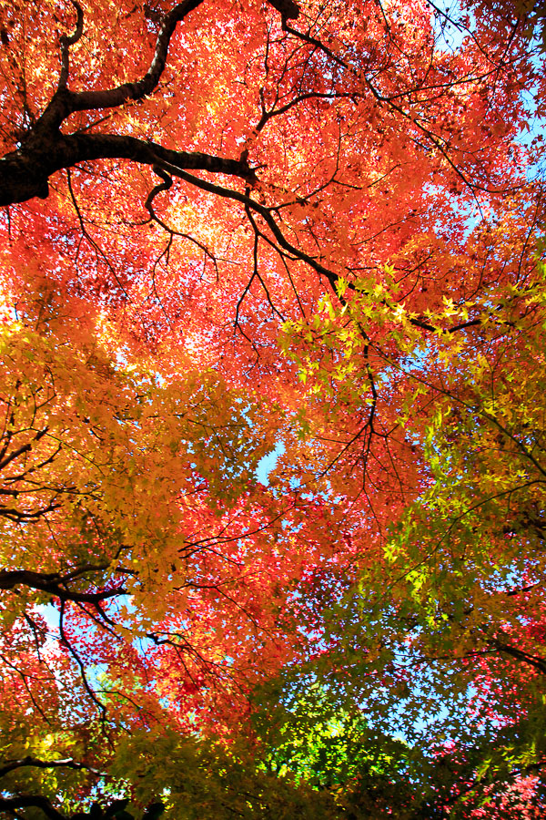 紅葉2014！　～化野念仏寺～_b0128581_21121089.jpg