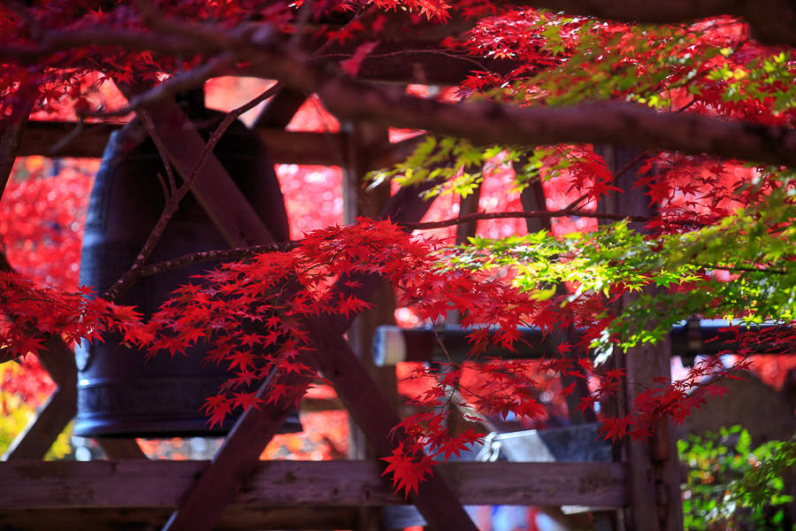 紅葉2014！　～化野念仏寺～_b0128581_211236100.jpg