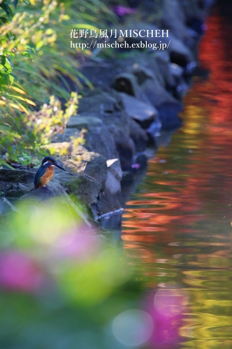 紅葉愉しむカワセミⅥ_a0323488_20592055.jpg