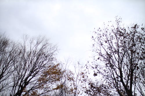 c0090198_2131683.jpg