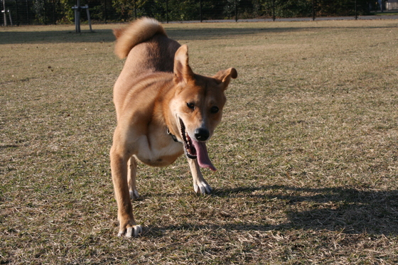 ランでRUNを楽しむ!(空海)_f0242002_0314915.jpg