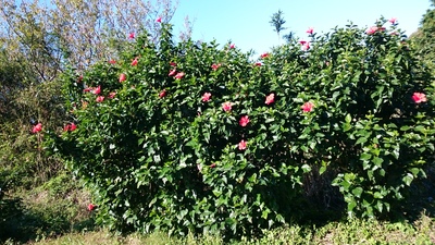 b0164132_162245.jpg