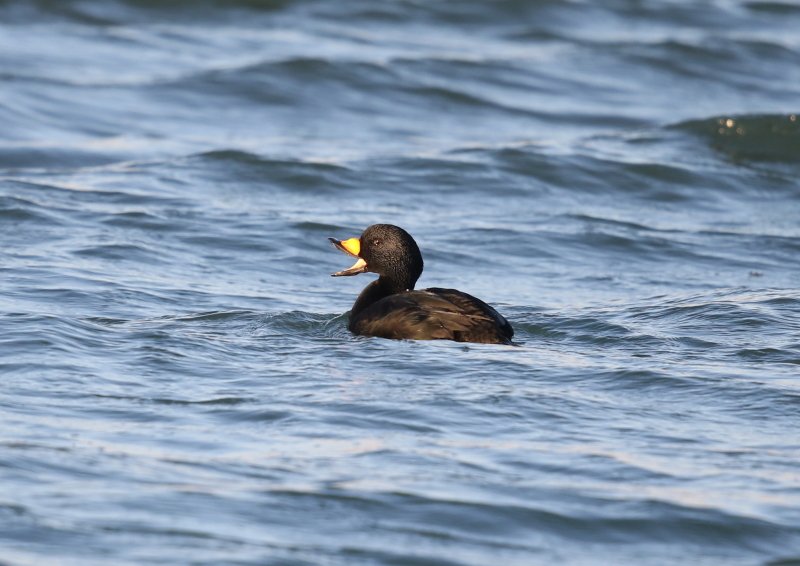 クロガモが港湾内に、強い北西風のおかげ_b0346933_15395175.jpg