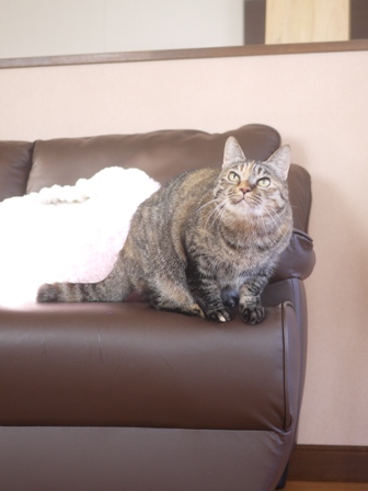 猫のお友だち ワサビちゃん天ちゃんう京くん編。_a0143140_21123093.jpg