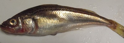 子持ちハタハタの見分け方の巻 みなっちの独り言 子持ちハタハタの見分け方の巻 みなっちの独り言