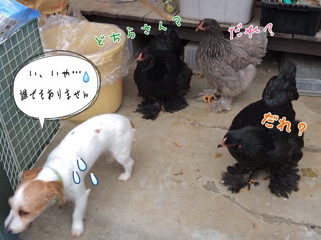 ブラマと犬 むぃむぃコケコ ブラマと犬 むぃむぃコケコ