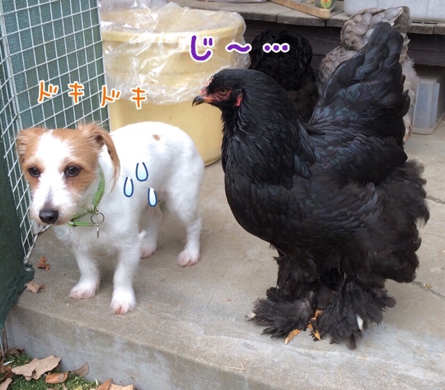 ブラマと犬 むぃむぃコケコ ブラマと犬 むぃむぃコケコ