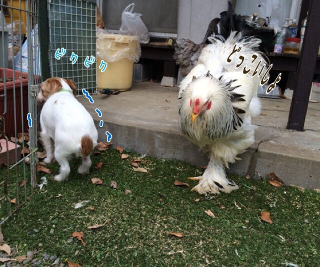 ブラマと犬 むぃむぃコケコ ブラマと犬 むぃむぃコケコ
