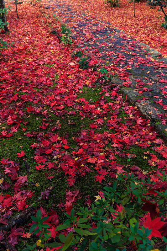 善法律寺・散り紅葉（八幡市）_f0155048_23314016.jpg