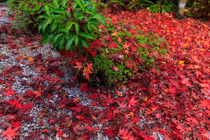 善法律寺・散り紅葉（八幡市）_f0155048_23315093.jpg