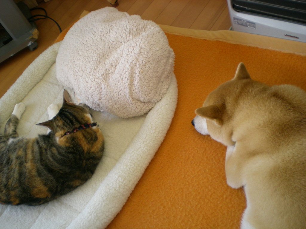 ’14、12,13(土)今日は愛ちゃんのお誕生日でした!_f0060461_1715156.jpg