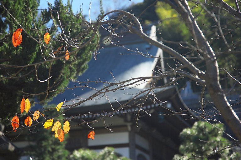 鎌倉　建長寺（１２月５日）_c0057265_2384847.jpg