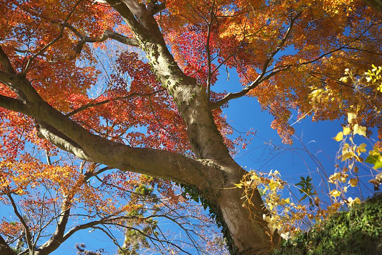 鎌倉　建長寺（１２月５日）_c0057265_2401219.jpg