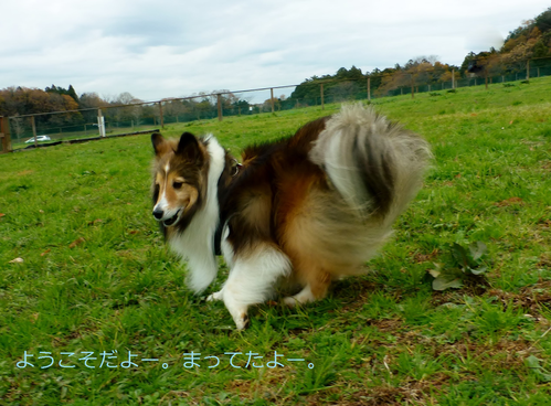 a0157174_10383841.png