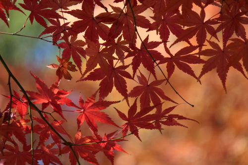 小石川後楽園の紅葉_a0180279_23242646.jpg