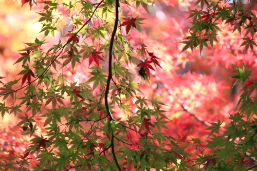 小石川後楽園の紅葉_a0180279_23270809.jpg