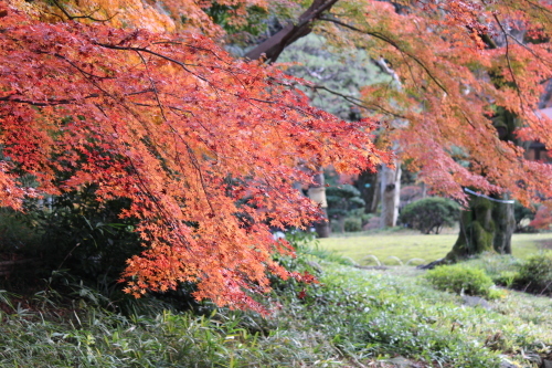 小石川後楽園の紅葉_a0180279_23344159.jpg