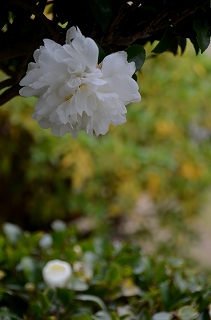 龍雲寺　水仙_c0229483_16351319.jpg