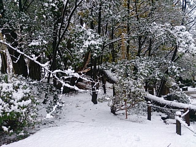 今夜は新大オケさん。それにしてもまたまた雪の週末。_e0046190_17503695.jpg