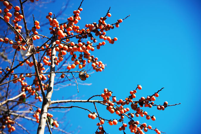 a0263109_20454095.jpg