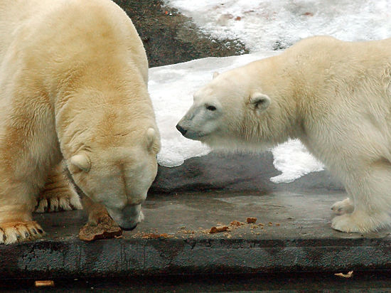 モスクワ動物園のムルマの2003年の繁殖挑戦を振り返る ～ 5月の交尾で出産に成功したムルマとララ_a0151913_234505.jpg