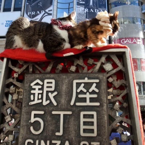 銀座のねこ_c0311715_11475874.jpg