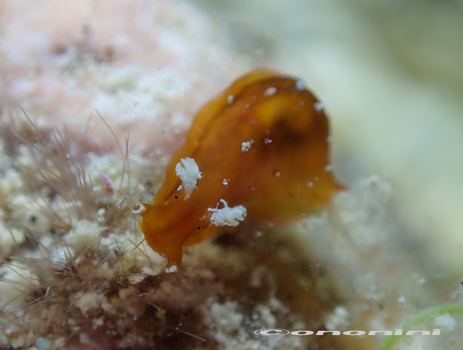 かわいいナメクジ 小野にぃにぃの海と島んちゅ生活