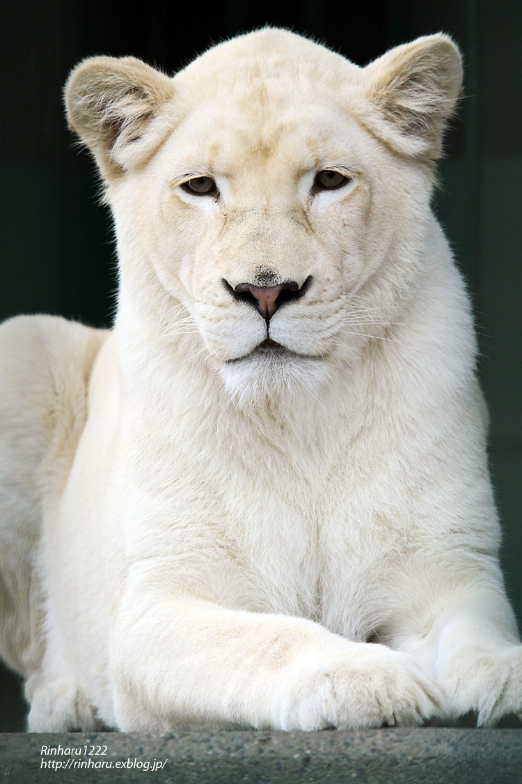 2014.11.9 東北サファリパーク☆ホワイトライオンのヒマ【White lion】_f0250322_1537359.jpg