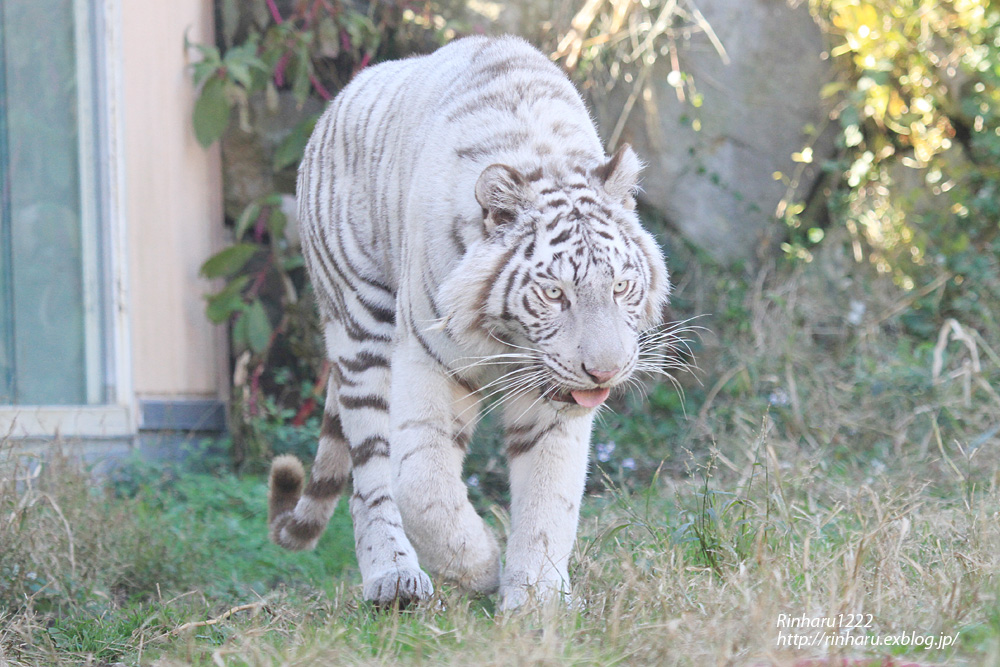 2014.11.22 伊豆アニマルキングダム☆ホワイトタイガーのシラナミ【White tiger】_f0250322_16281132.jpg