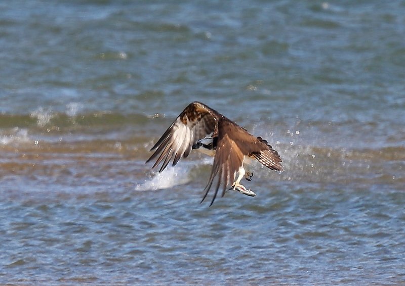 海辺のミサゴ、狩り成功！_b0346933_10164323.jpg