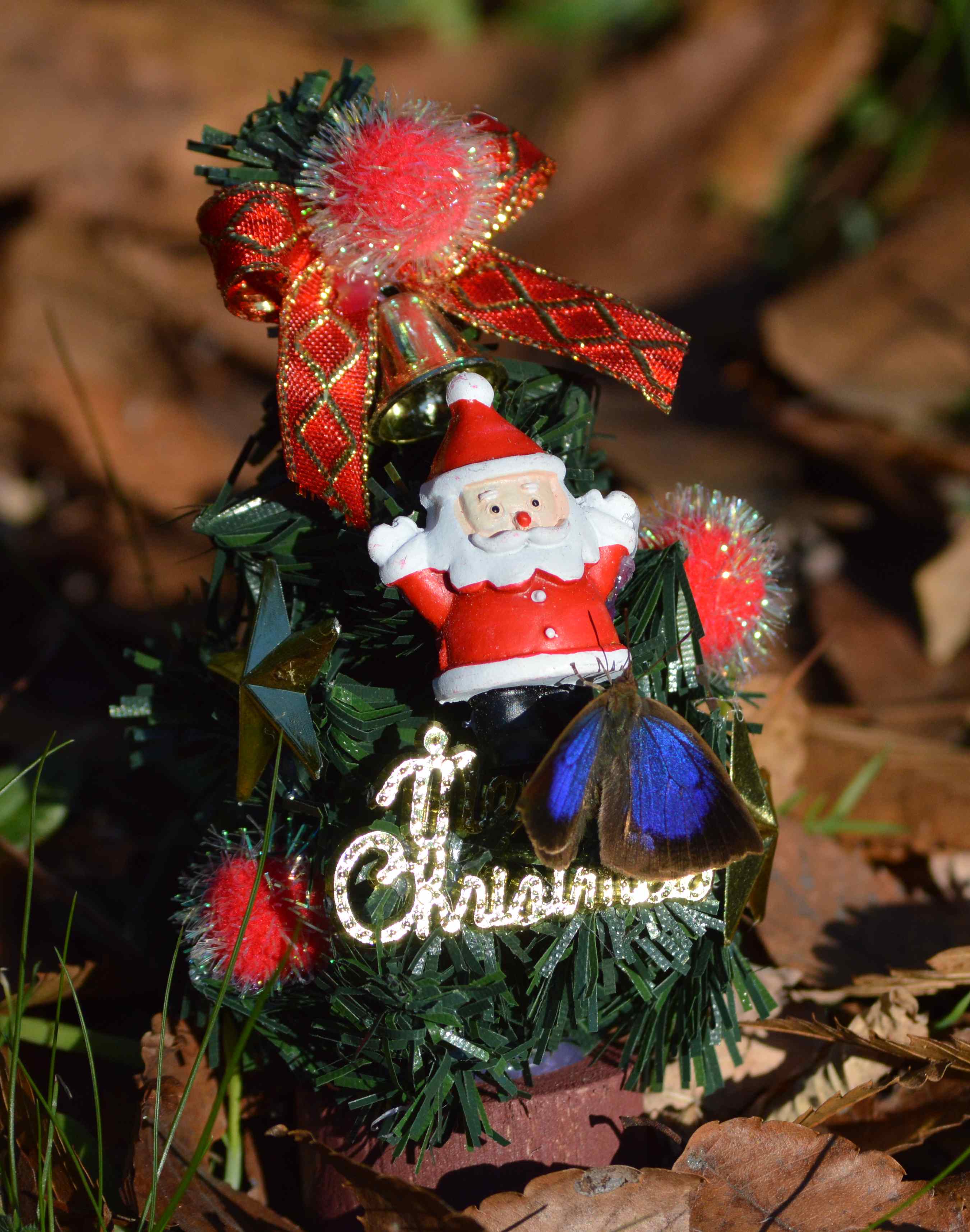 ムラサキシジミ　Merry Christmas_d0254540_14273094.jpg