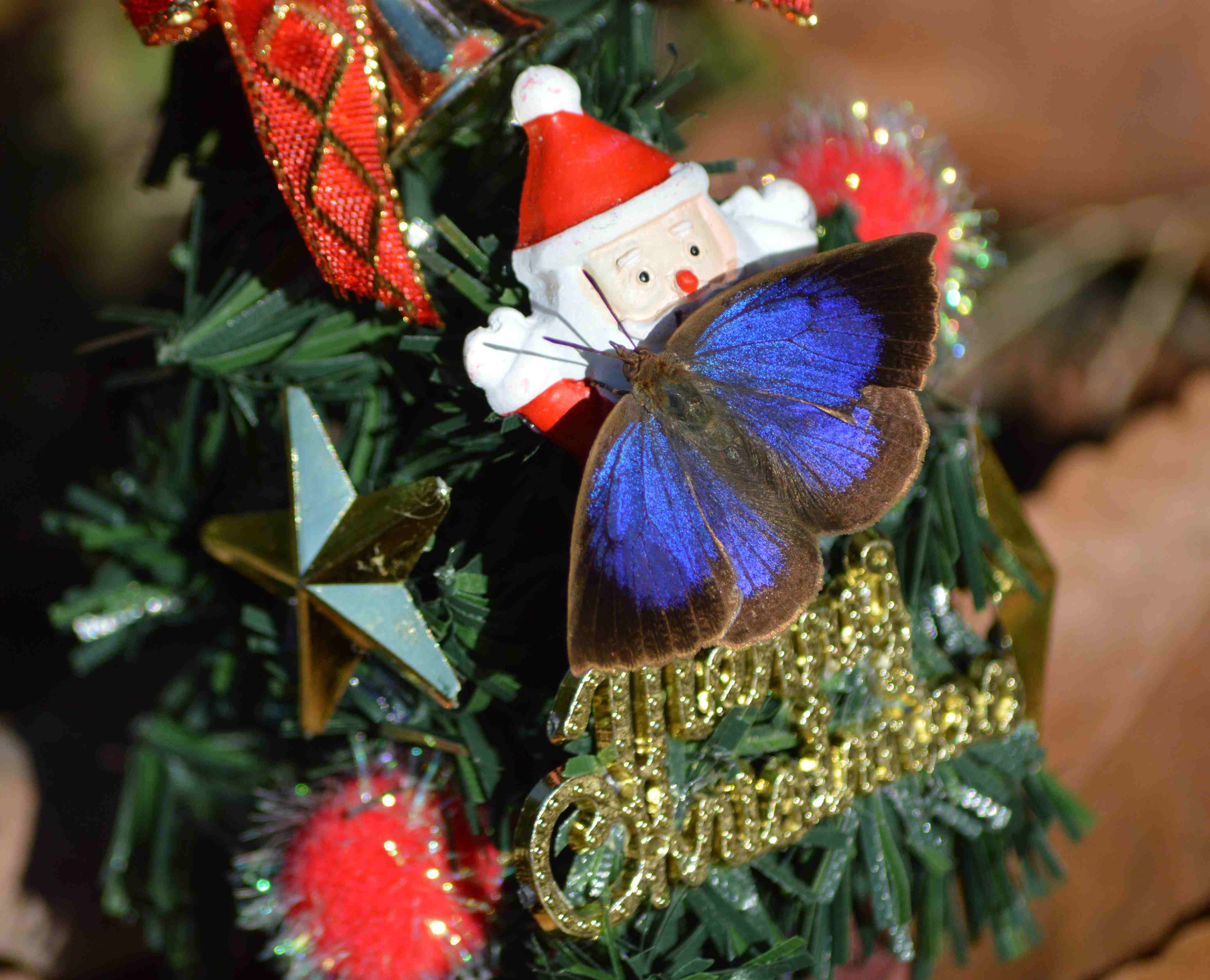 ムラサキシジミ　Merry Christmas_d0254540_1428309.jpg