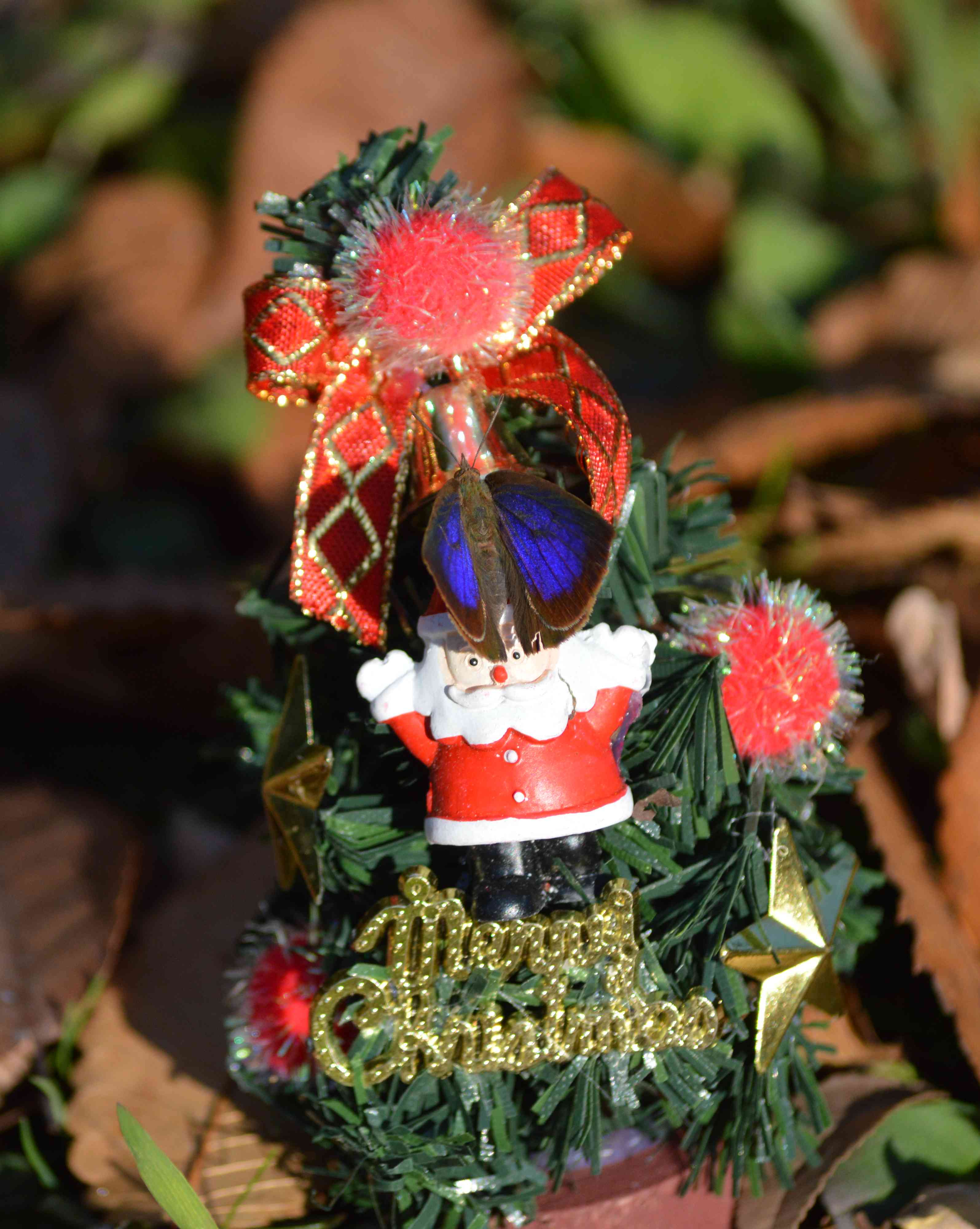 ムラサキシジミ　Merry Christmas_d0254540_1428939.jpg