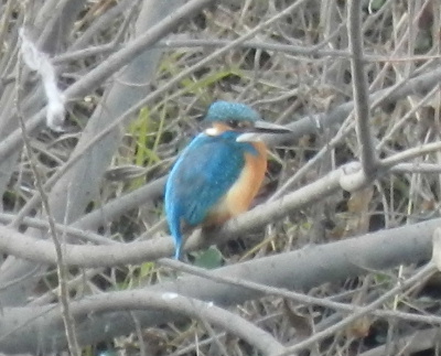 e0172950_20181694.jpg