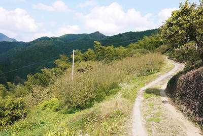 山あいの南高梅 落葉が遅いのは樹勢が良い証拠_a0254656_17563833.jpg