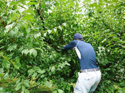 山あいの南高梅 落葉が遅いのは樹勢が良い証拠_a0254656_1758373.jpg