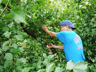 山あいの南高梅 落葉が遅いのは樹勢が良い証拠_a0254656_1803563.jpg