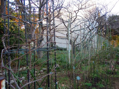 12月14日月例会報告/つるバラの誘引作業_a0094959_2240942.jpg