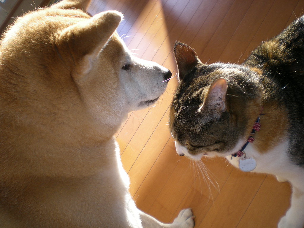’14、12,14(日)選挙と英語の会!_f0060461_20154460.jpg