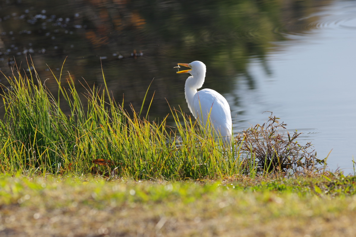 冬の公園_b0301570_16131661.jpg